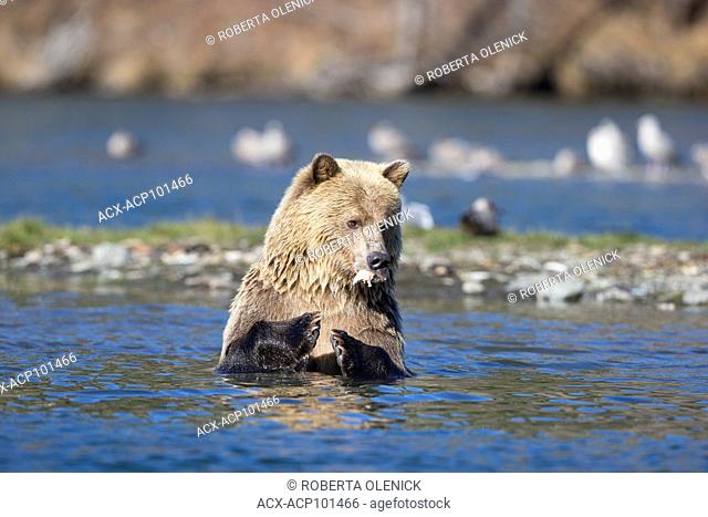 Grizzly bear (Ursus arctos horribilis), female, eating sockeye salmon (Oncorhynchus nerka), Central Interior, British Columbia, Canada