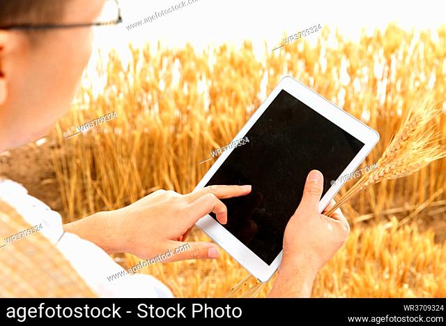 Researchers use tablet computers in the wheat field