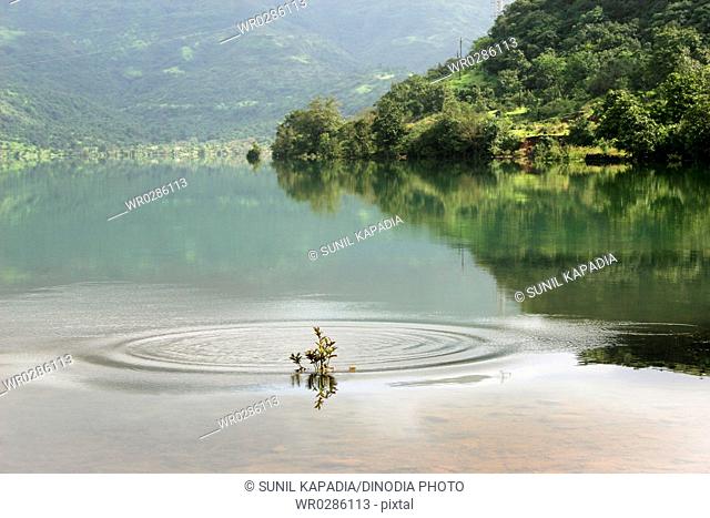 Small tender plant and big round ripple in Mulshi Lake , Pune , Maharashtra , India