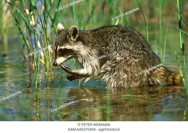 Raccoon (Procyon lotor) in water, N. America, Europe