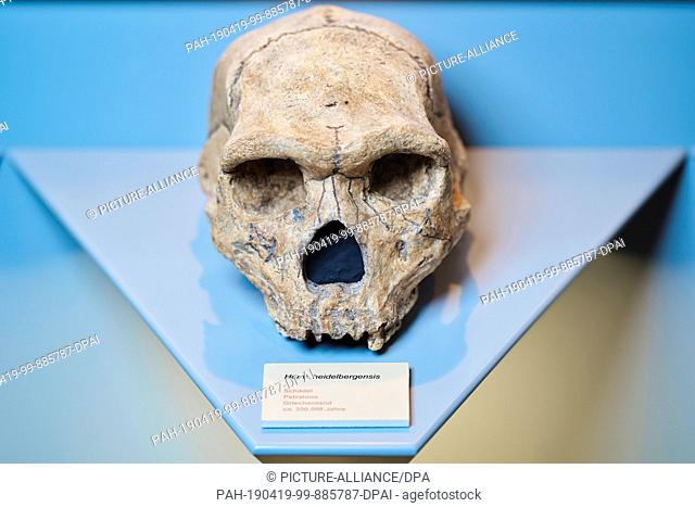 17 April 2019, Baden-Wuerttemberg, Mauer: The replica of a skull of Homo heidelbergensis found in the Greek Petralona is located in the town hall