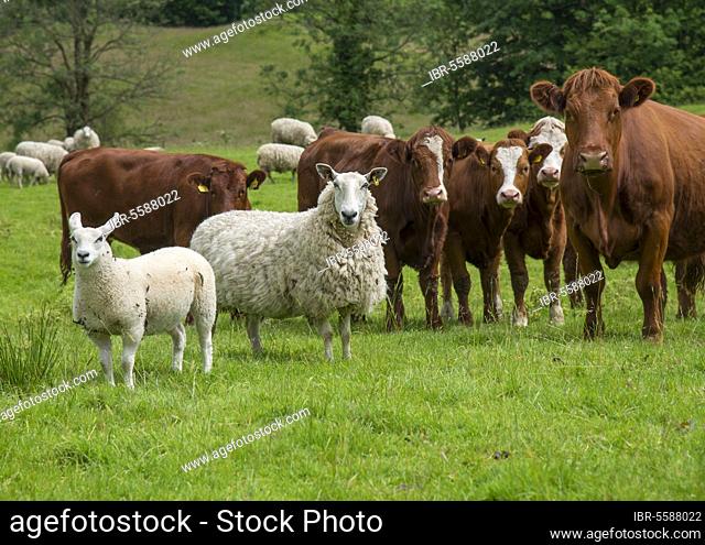 Domestic Sheep, Cheviot mule, ewe with lamb, with Domestic Cattle, Luing cows and calves, standing in pasture, Windermere, Lake District N. P