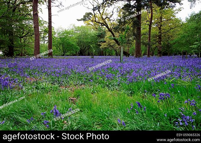 Spring woodland with bluebell, Hyacinthoides non scripta, flowers ground cover with large broadleaf and conifer trees and shrubs in the background