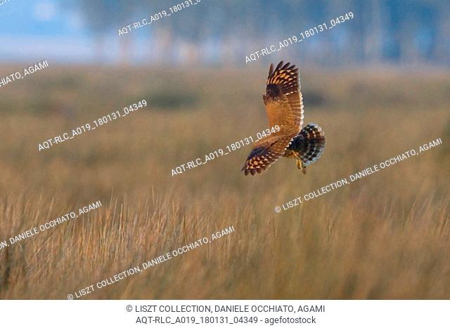 Marsh owl hunting in marsh