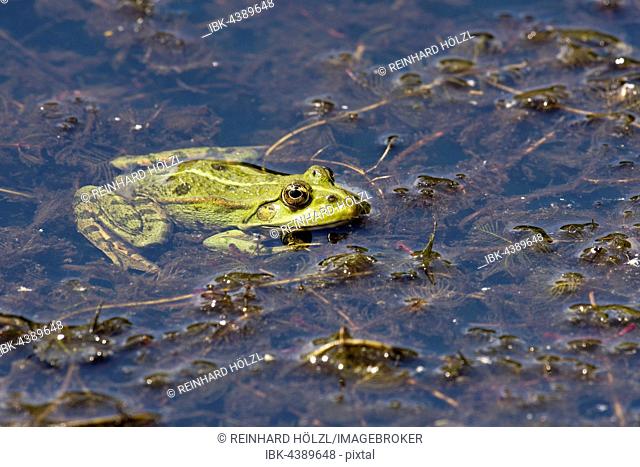 The edible frog (Rana esculenta), water plants, Burgenland, Austria