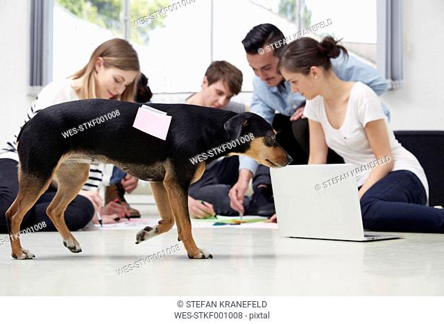 Group of creative professionals working on floor with dog passing by
