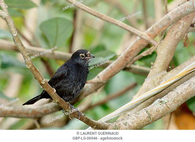 Bird, blackbird, Chupim, maria-black, Ilha do Mel, Encantadas, Paraná, Brazil
