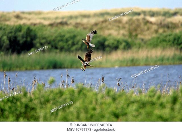 Marsh Harrier - Male passing food to female in flight - above nest (Circus aeruginosus)