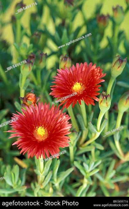 Midday Flowers (Lampranthus conspicuus)