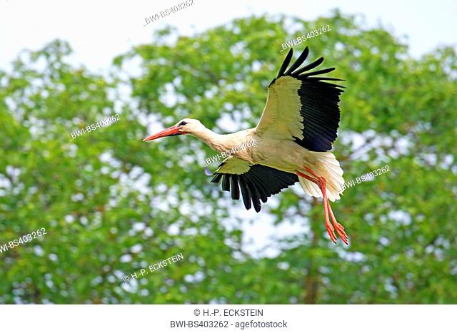 white stork (Ciconia ciconia), in flight, side view, France, Alsace