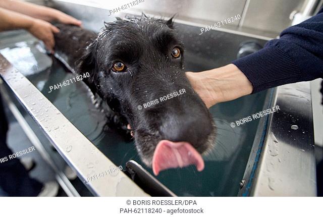 12-year-old dog Paul is submerged in water up to his belly during hydrotherapy treatment at the Physio Pet animal physiotherapy centre in Frankfurt am Main
