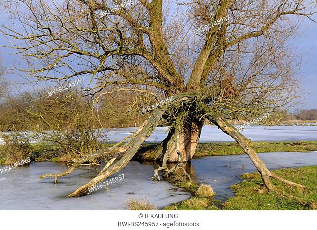 old pollarded willow in a marsh meadow of the Ahse Wiesen, Germany, North Rhine-Westphalia, Muensterland