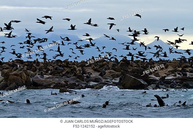 Cape Cormorants (Phalacrocorax capensis), Seal Island, False Bay, South Africa