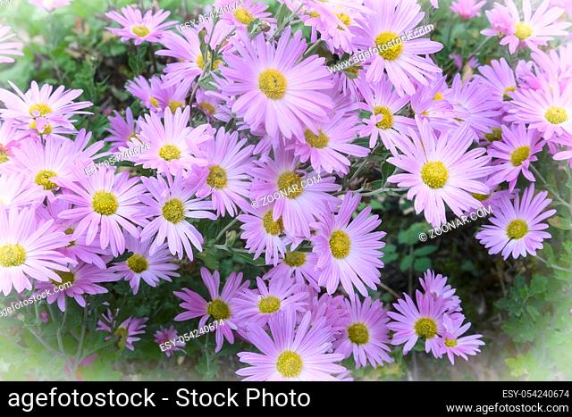 In the garden on a bed of green leaves bloom beautiful autumn chrysanthemums