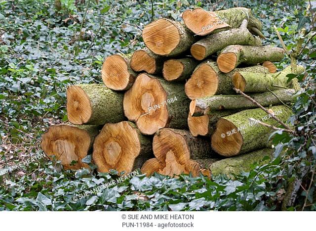 Log pile left on forest floor to provide shelter for small animals and enrich the soil