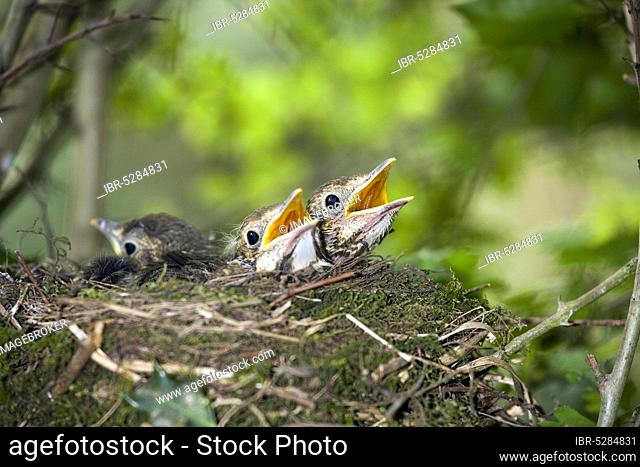Song thrush (turdus philomelos), chicks in nest asking for food, Normandy
