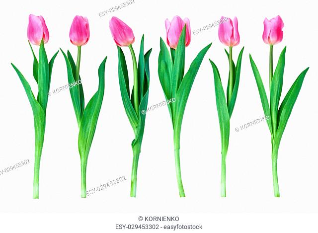 Studio shot of tulips isolated on white background