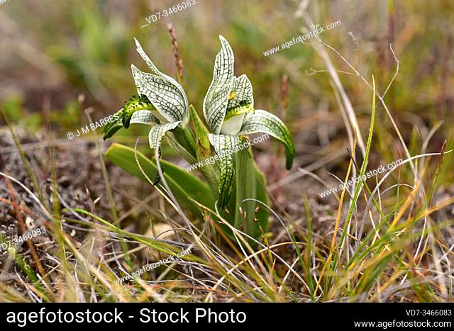 Porcelain orchid (Chloraea magellanica or Asarca magellanica) is a perennial herb native to southern Andes from Argentina and Chile