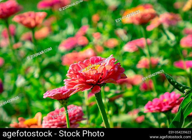 Blooming flowers zinnia in the summer garden on a sunny day. Floral layout
