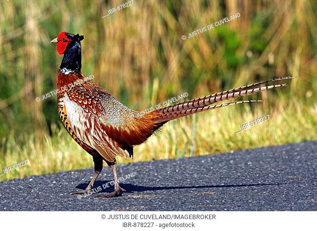 Common Pheasant (Phasianus colchicus) crossing an asphalted road