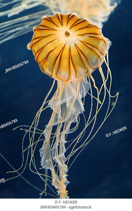 compass jellyfish, red-banded jellyfish (Chrysaora hysoscella), floating in water