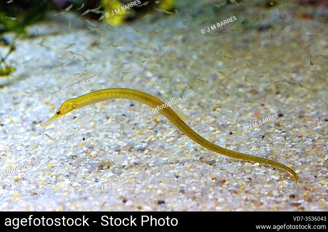 Greater pipefish (Syngnathus acus) is a marine fish native to Mediterranean Sea and atlantic coasts of Europe