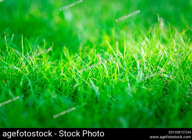 Fresh green grass in summer day outdoors