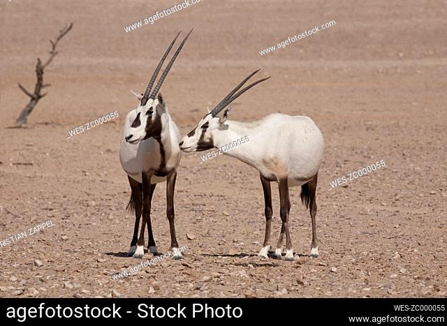Oman, Jaluni, Arabian Oryx Sanctuary, Two Arabian Oryx (Oryx leucoryx)