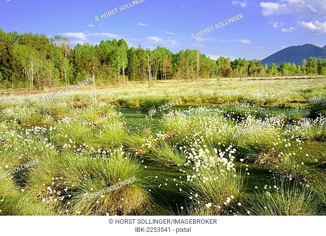 Bog pond in the foothills of the Alps with Hare's-tail Cottongrass, Tussock Cottongrass or Sheathed Cottonsedge (Eriophorum vaginatum L