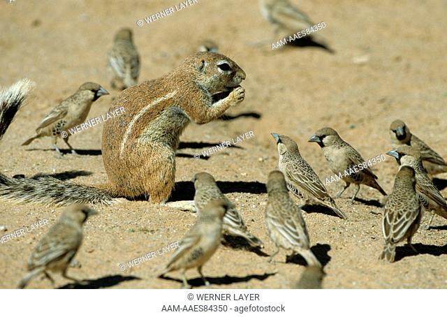 African Cape Ground Squirrel (Xerus inaurius) and Sociable Weavers