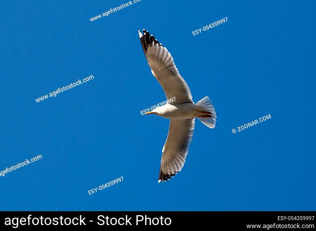Seagull flying in the blue sky ower the Bosphorus in ?stanbul. Seagull flying on the blue sky