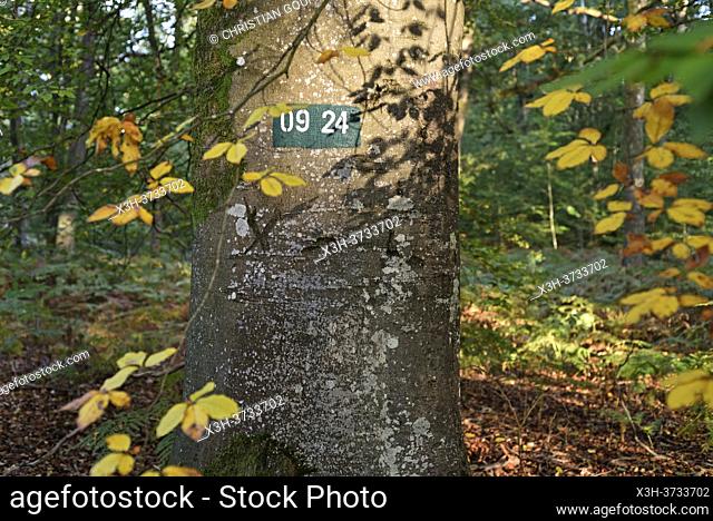 Remarkable beech tree in the Forest of Rambouillet, Haute Vallee de Chevreuse Regional Natural Park, Yvelines department, Ile de France region, France, Europe