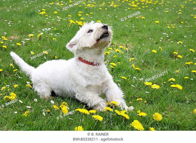 West Highland White Terrier (Canis lupus f. familiaris), nine year old West Highland White Terrier lying in a dandelion meadow and looking upwards, Germany