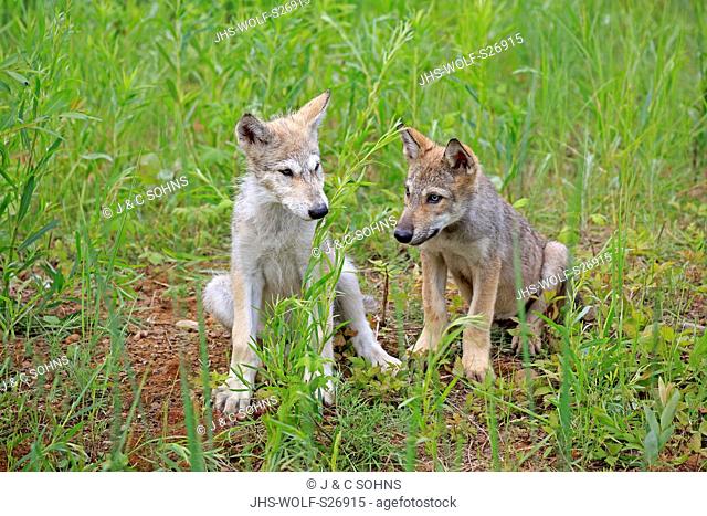 Gray Wolf, (Canis lupus), two young siblings on meadow, Pine County, Minnesota, USA, North America