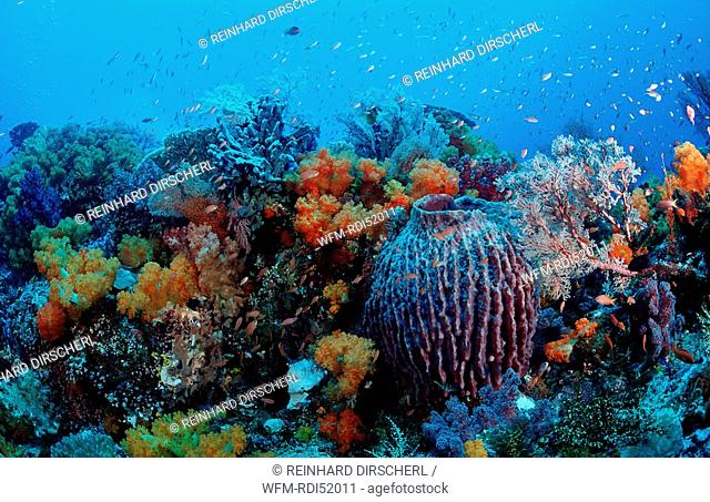 Coral reef, Indian Ocean Komodo National Park, Indonesia