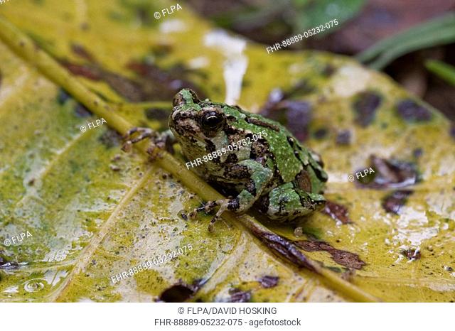 A nocturnal Malagasy frog, Marbled Burrowing Frog, Scaphiophryne marmorata, Andasibe, Madagascar