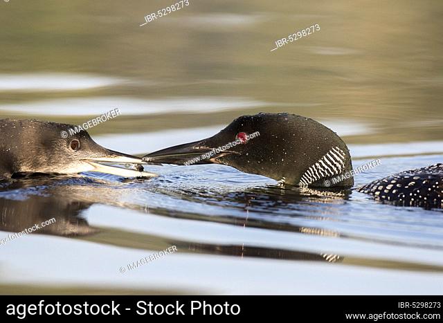 Great Northern Loon (Gavia immer) feeding young, three months, La Mauricie National Park, Quebec, Canada, North America