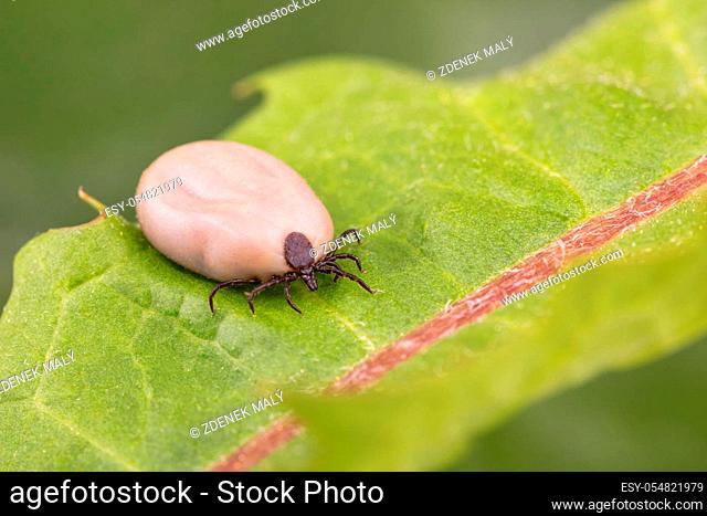 Tick (Ixodes ricinus) walks on green leaf. Danger insect can transmit both bacterial and viral pathogens such as the causative agents of Lyme disease and...