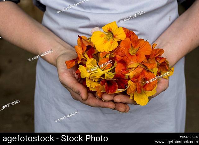 Close up of person holding bunch of edible flowers