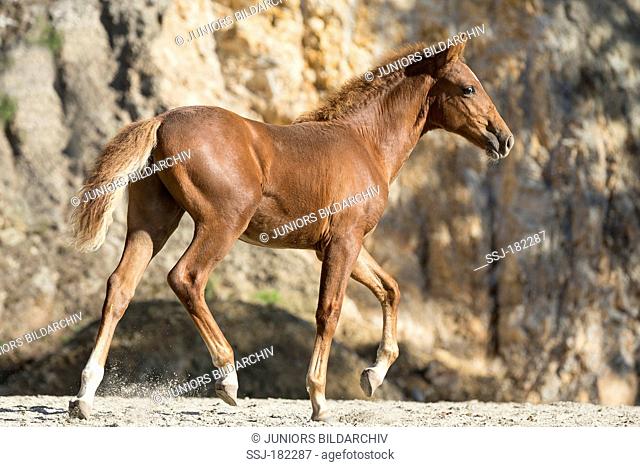 Kaimanawa Horse. Chestnut foal trotting on sand. New Zealand