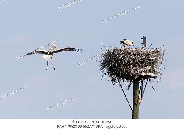 A stork approaches his nest with his offspring at the Hunte, an inflow of the Duemmer lake near Lemfoerde, Germany, 22 May 2017