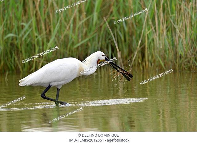 France, Somme, Baie de Somme, Spoonbill (Platalea leucorodia) rammassage branches in a swamp for nest building
