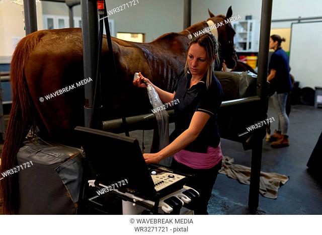 Female surgeon examining a horse in hospital