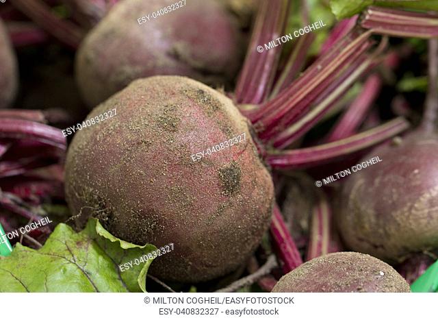 A close up image of freshly harvested, unwashed beetroot