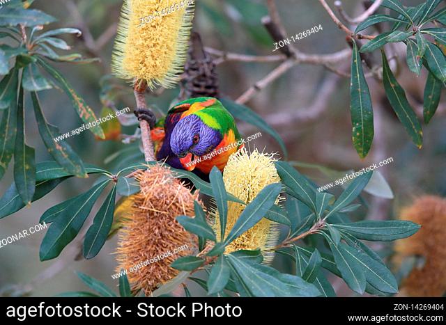 Rainbow Lorikeet, Queensland, Australia