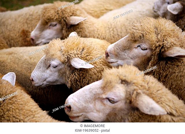 Sheep huddling together, high angle view