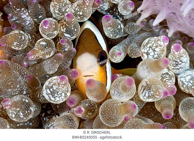 Clark's anemonefish, goldbelly, yellowtail clownfish (Amphiprion clarki, Amphiprion clarkii), hidden in an Anemone, Lembeh Strait, North Sulawesi, Indonesia