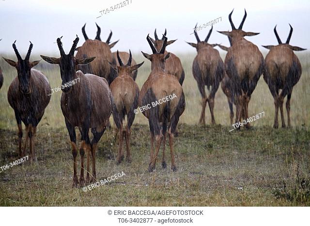 Topi (Damaliscus lunatus) herd, standing under the rain. Masai Mara National Reserve, Kenya