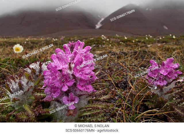 A close-up view of Arctic lousewort Pedicularis langsdorfii in Svalbard, Norway MORE INFO This plant is also sometimes known as wooly lousewort Harsh Arctic...
