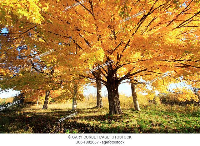 Acer saccharum sugar maple is a species of maple native to the hardwood forests of northeastern North America, from Nova Scotia west to southern Ontario
